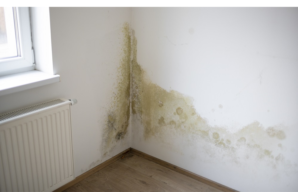 Come prevenire la formazione della muffa? I consigli degli esperti Nolo Climat