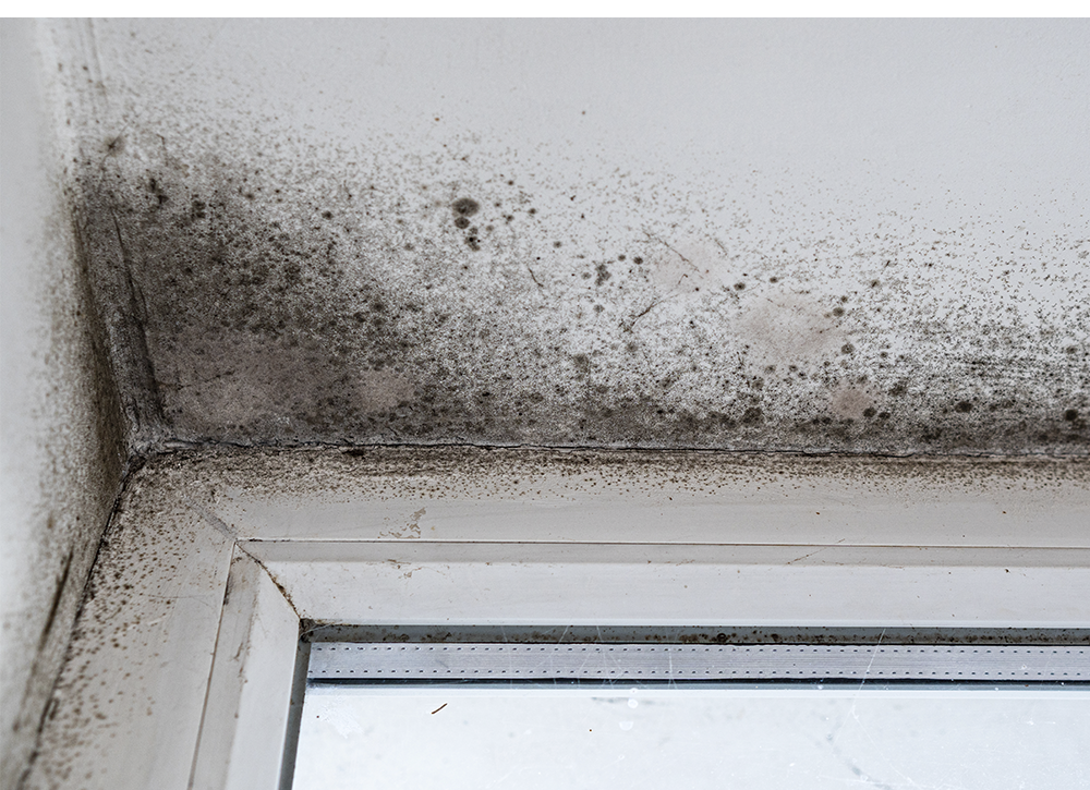 Come prevenire la formazione della muffa? I consigli degli esperti Nolo Climat