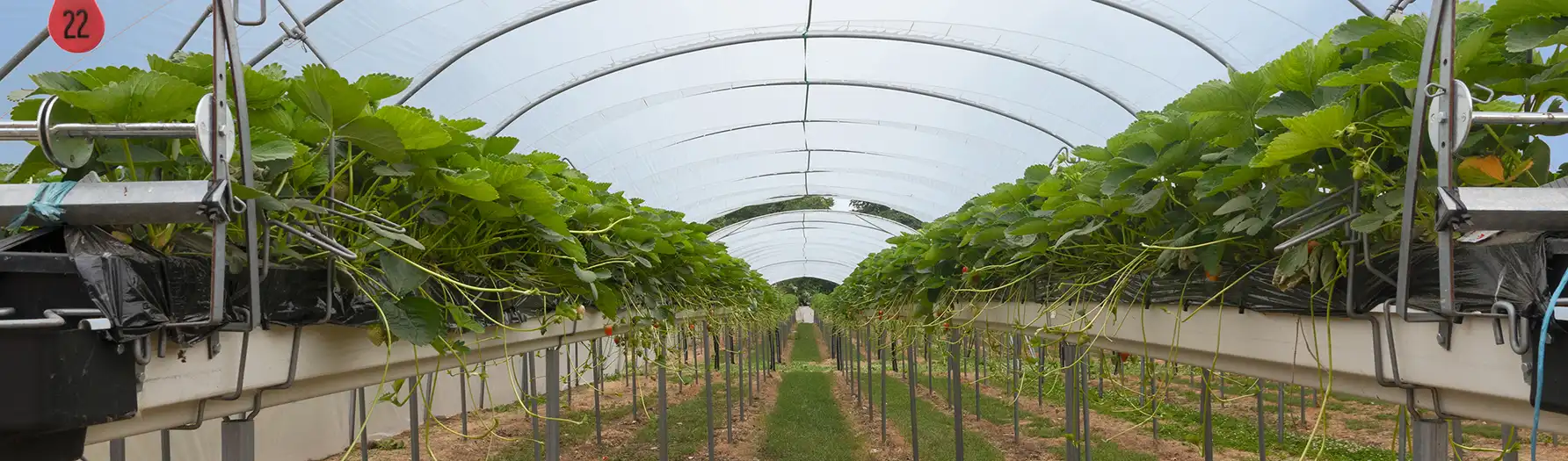 Riscaldamento per agricoltura e serre