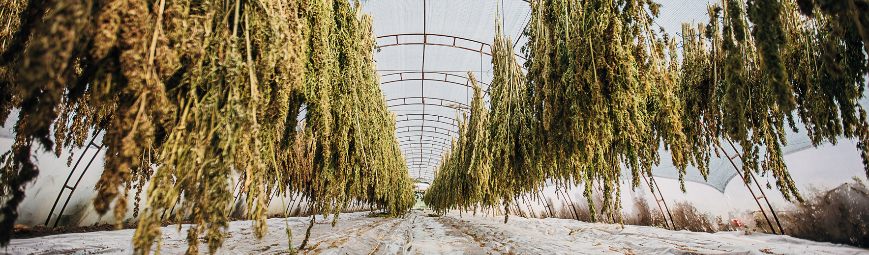 Deumidificatori per l’essiccazione e la conservazione della canapa - Nolo Climat