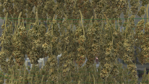 Deumidificatori per l’essiccazione e la conservazione della canapa - Nolo Climat